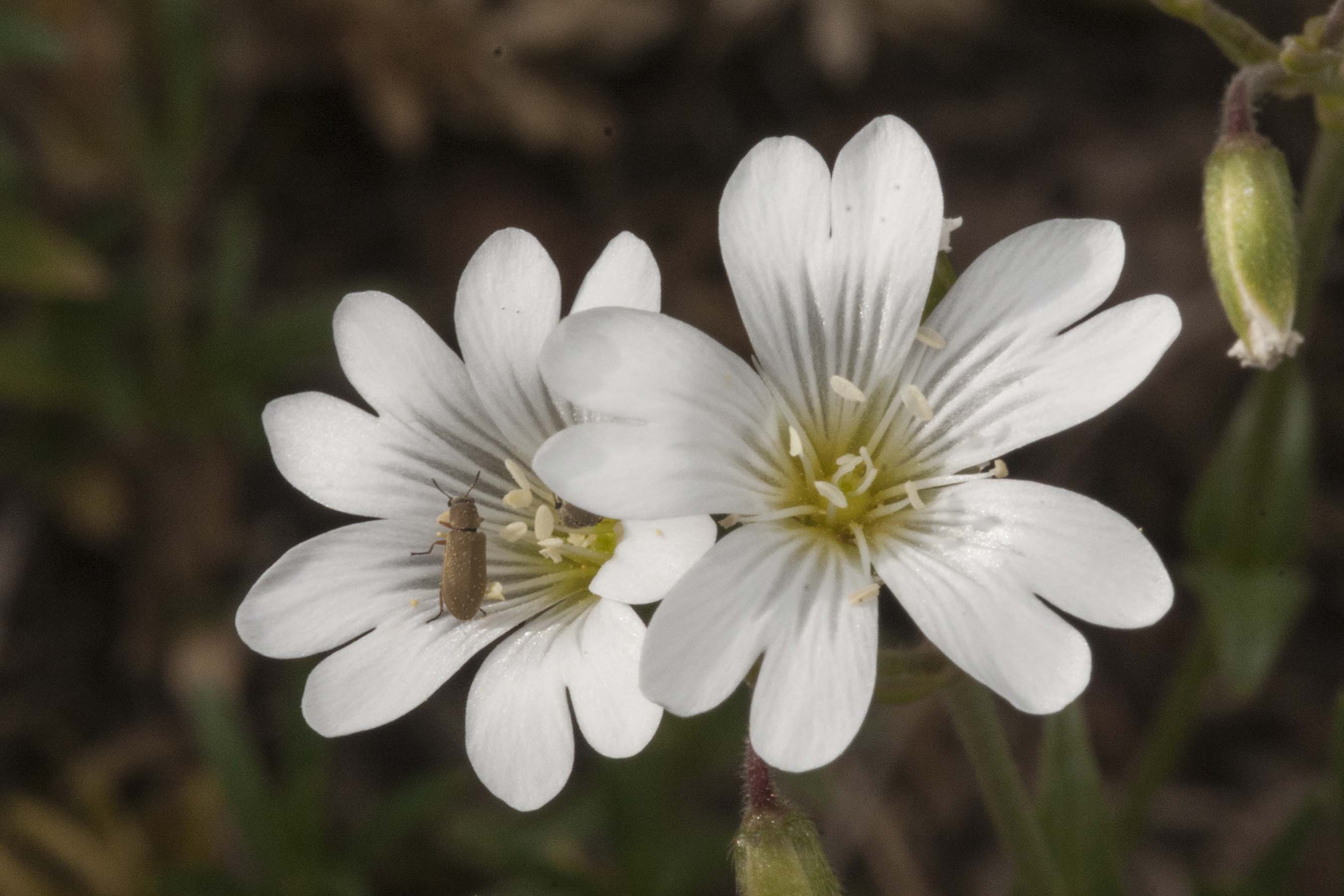 Cerastium arvense / Peverina a foglie strette